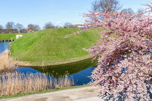Cherry Blossom in Langelinie park on a beautiful spring day. Sakura festival. Copenhagen, Denmark - April 8, 2024.