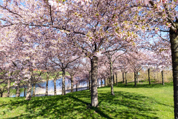 istock Cherry Blossom in Langelinie park 2148027578