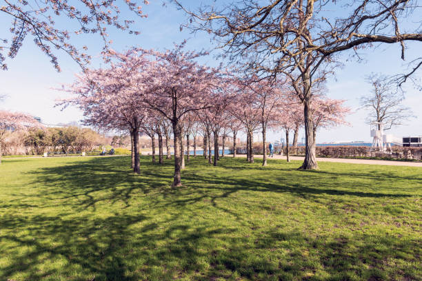istock Cherry Blossom in Langelinie park 2148027902
