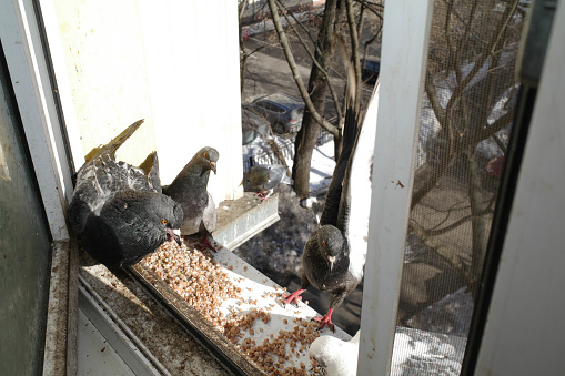 Cute pigeons are sitting on the windowsill and eating