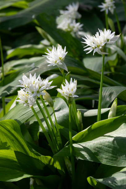 istock Fresh grown ramsons with white flowers close up 2148029076