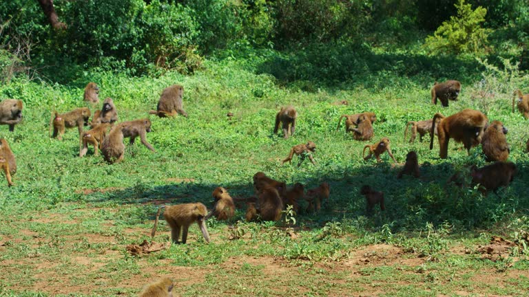 Large group of Tanzanian monkeys playing in the sun and eating grass.