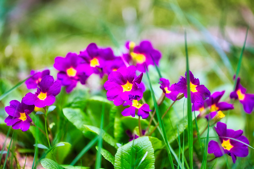 Spring planting with a lot of blue-violet horned pansy (Viola cornuta) in a flower bed in the garden, copy space, selected focus, narrow depth of field