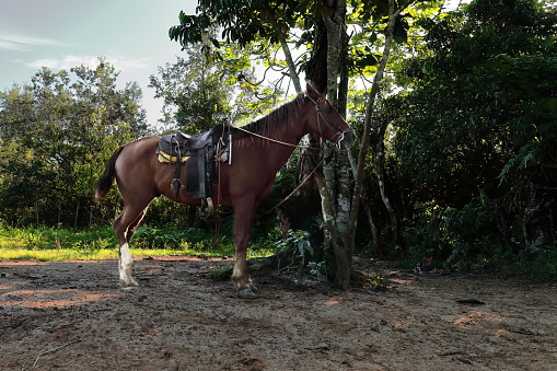 Sorrel or chestnut horse used for pleasure trail-riding with tourists in the valley, waits rope-tethered to a ceibon tree trunk for its rider to come back from visiting a nearby estate. Viñales-Cuba.
