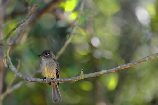 Crescent-eyed pewee bird -Contopus caribaeus- perched on a thin branch in a shady woodland area of the agricultural land of the UNESCO World Heritage listed Valle de Viñales Valley. Pinar del Rio-Cuba