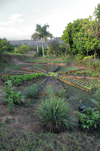 Small orchard with vegetable crops radially distributed in elongated triangular tracts -some left fallow- around a round tiny central plot, on a hill in the farmlands of Valle de Viñales Valley, Cuba.