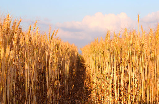 A Golden Path:  Sunlit Wheat Field under Blue Skies