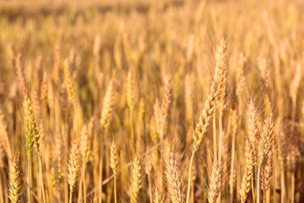 istock Golden Wheat Gleaming in the Setting Sun 2148029874