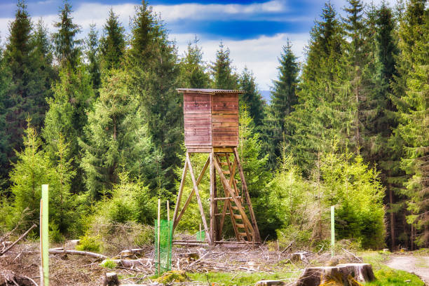 Spring awakening in the Thuringian Forest