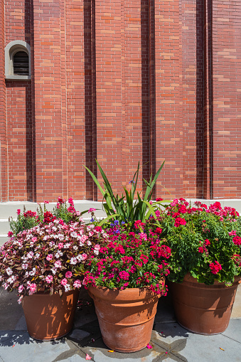 Multiple terra cotta pots with blooming flowers with copy space