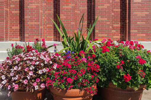 Multiple terra cotta pots with blooming flowers in front of brick wall with copy space