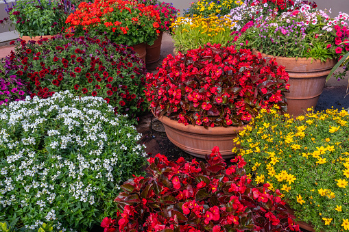 close up large planters with Spring yellow, red, white blooming flowers