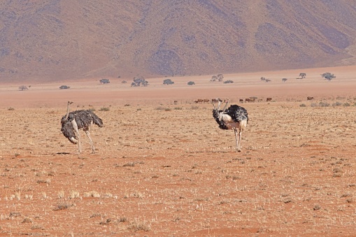 Picture of two ostrich on open savannah in Namibia during the day in summer
