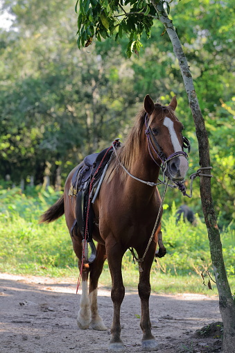 Sorrel or chestnut horse used for pleasure trail-riding with tourists in the valley, waits rope-tethered to a ceibon tree trunk for its rider to come back from visiting a nearby estate. Viñales-Cuba.