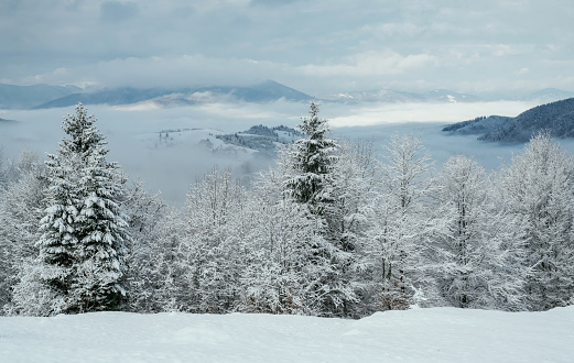 Majestic view of Carpathian Mountains at winter time, hills are covered with snow.