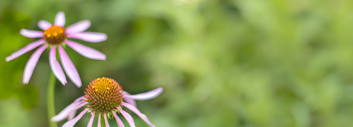 Echinacea purpurea in summer garden. Immunostimulant. Unconventional medicine.