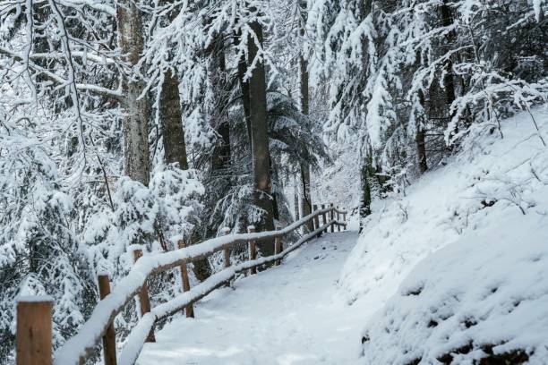 istock Pathway with wooden fence and trees covered in snow 2148030275