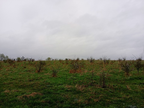 Landscape of a grassy field with young seedlings of fruit trees. A young apple orchard in the spring in cloudy weather.
