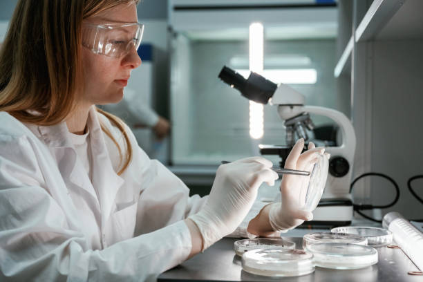 istock With microscope. Woman is working with Sclerotinia that is in the rounded containers in the laboratory 2148030390