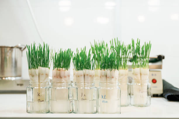 istock Bunch of objects. Green plants in the glass, laboratory 2148030620