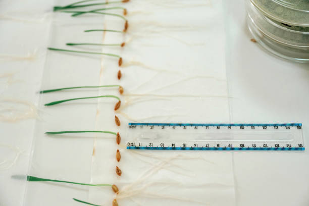 Grass, agriculture plants with measurement ruler on the table.
