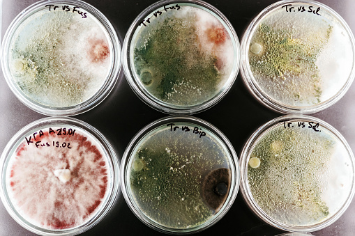 Green and red colors. Trichoderma and Sclerotinia in the laboratory in the special rounded containers.