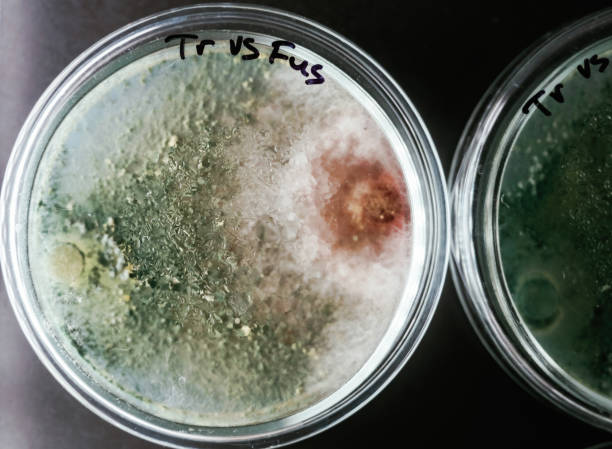 istock Green and red colors. Trichoderma and Sclerotinia in the laboratory in the special rounded containers 2148030786