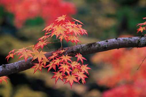 Detail of vibrant red maple tree leaves on a branch in Japan