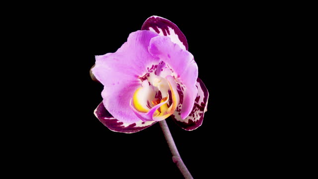Opening Beautiful Pink Orchid Phalaenopsis Flower