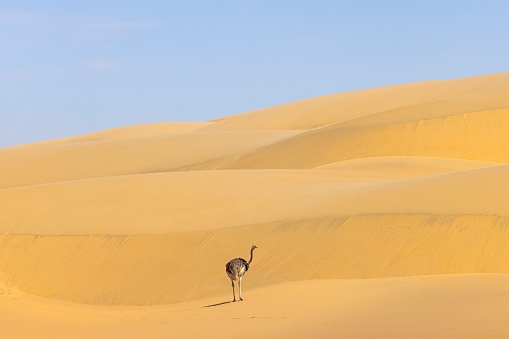 Picture of a running ostrich on a sand dune in Namib desert during the day in summer