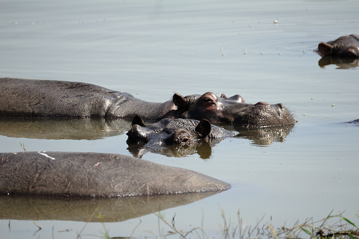 Hippopotamus African / Hippo with open in the water