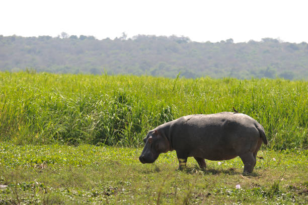 istock hippo in akagera national parc rwanda 2148031904