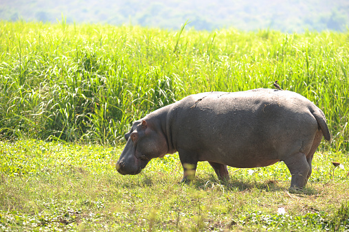 nijpaarden in akagera national park rwanda