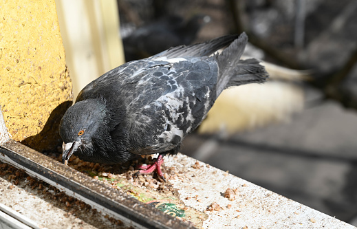 A cute grey pigeon is sitting on the windowsill and eating. portrait