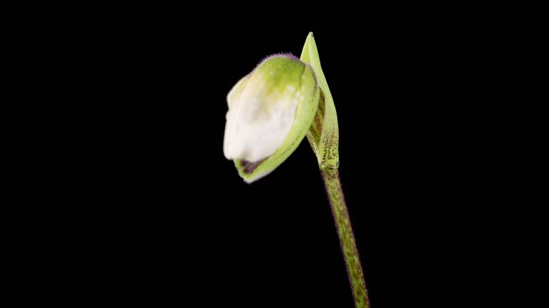 Growth and Blooming White Paphiopedilum Flower