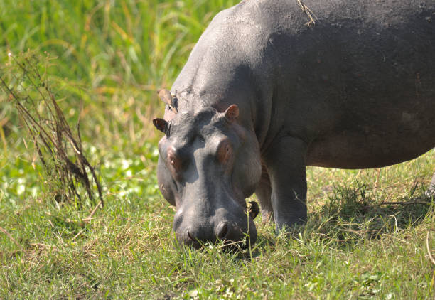 istock hippo in akagera national parc rwanda 2148032062