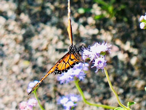 Butterfly wingspan as it lands on a flower blossom
