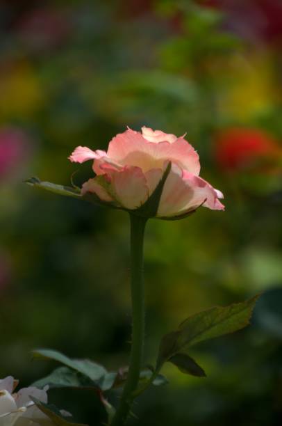 istock A flower in Miranda, Venezuela! 2148032738