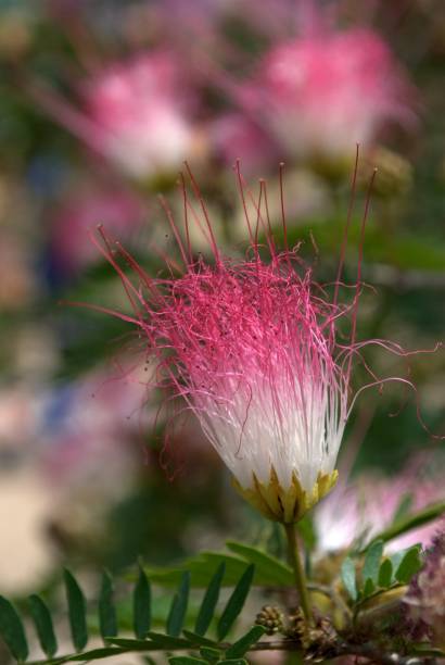 istock A flower in Miranda, Venezuela! 2148032774