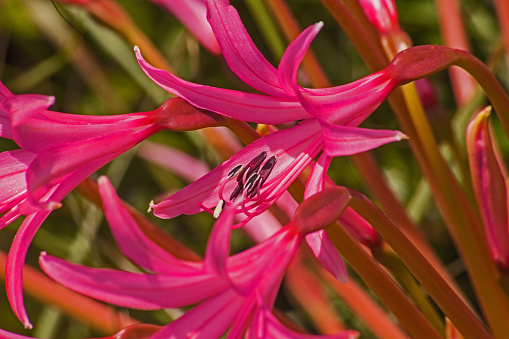 A macro image of the flowers of Nerine laticoma photographed at Walter Sisulu Botanical Gardens in Johannesburg South Africa