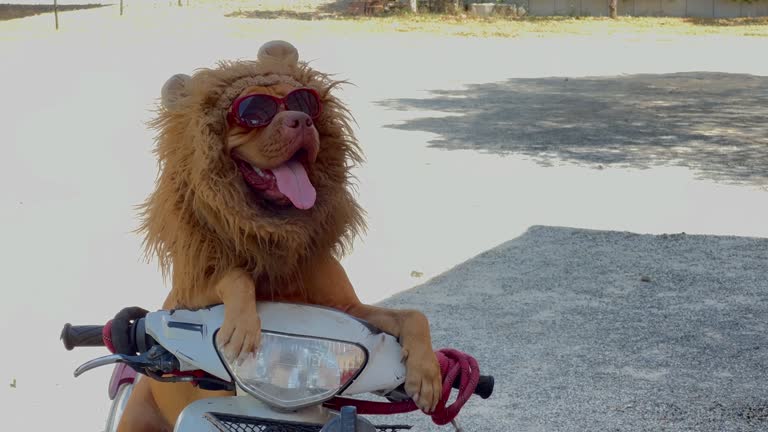 Pitbull Terrier wearing sunglasses and wig sitting on motorcycle