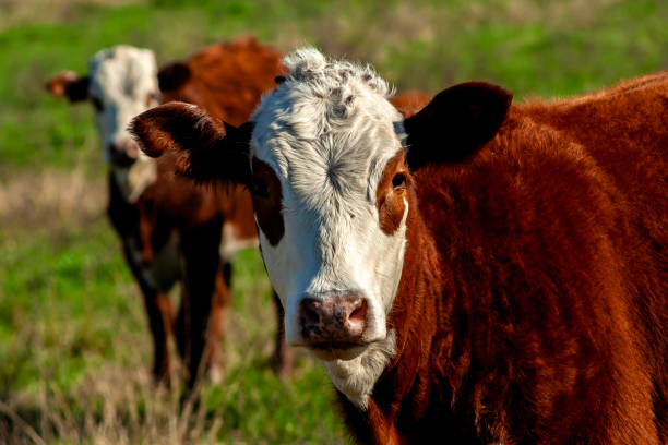 New Zealand Herford cattle looking very happy together.