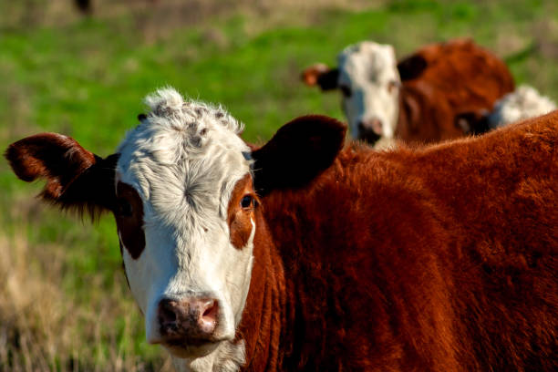 istock Herd of Hereford cattle on the pasture 2148033705