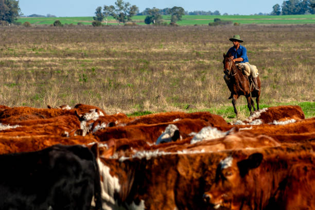 Dom Pedrito, Rio Grande do Sul, Brazil, July 15, 2008. The farmer on the horse with herd Hereford cattle on the pasture livestock ranch