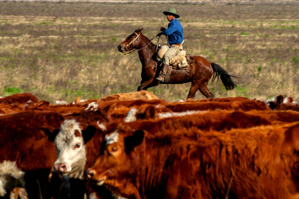 Dom Pedrito, Rio Grande do Sul, Brazil, July 15, 2008. The farmer on the horse with herd Hereford cattle on the pasture livestock ranch