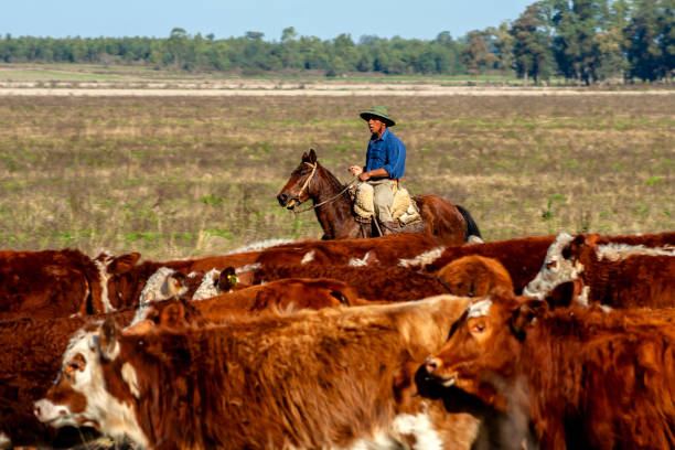 Dom Pedrito, Rio Grande do Sul, Brazil, July 15, 2008. The farmer on the horse with herd Hereford cattle on the pasture livestock ranch