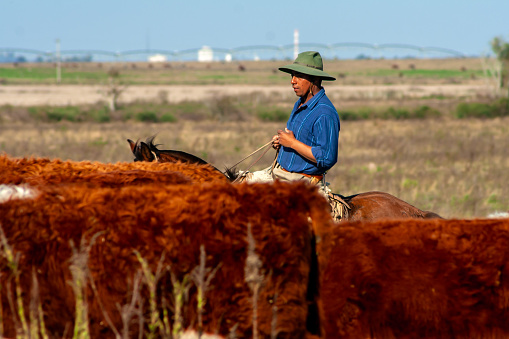Dom Pedrito, Rio Grande do Sul, Brazil, July 15, 2008. The farmer on the horse with herd Hereford cattle on the pasture livestock ranch