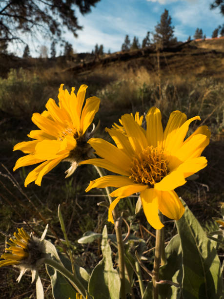 istock Yellow wildflowers in a hillside 2148034482