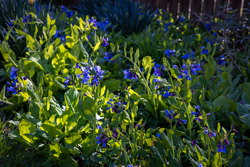 Virginia Blue Bell plants in bloom, late afternoon in the Spring