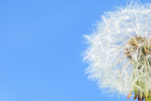 Dandelion on sky blue background.